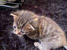 Kittens for sale