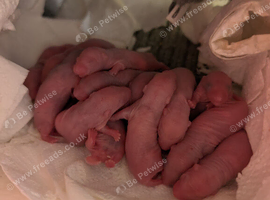 Rats/Tiny little bundles of joy!