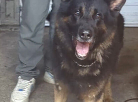 KC registered male, K9 trained. Great family German shepherd dog