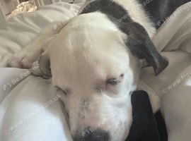 4 month old puppy for sale