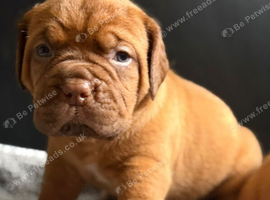 KC Registered Dogue de Bordeaux pups with champions