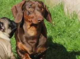 Amazing miniature dachshund stud.
