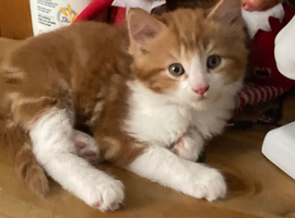 Lovely kittens for sale