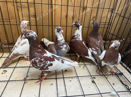 High-quality Muleuman racers pigeons for sale in Birmingham