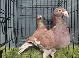 muleman breeder Pair