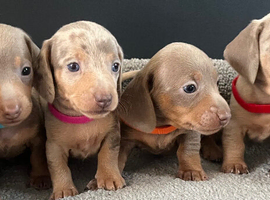 Adorable Dachshund puppies (deposit taken )