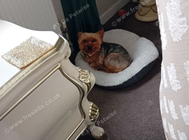 Yorkshire terrier