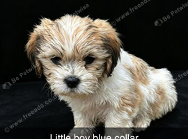 Sweet puppies looking for forever homes