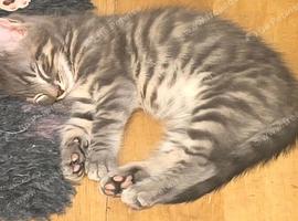 Little  kittens