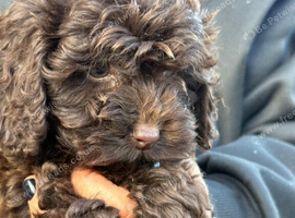 The most gorgeous bundles of fluff