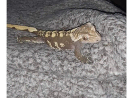 Crested gecko + setup