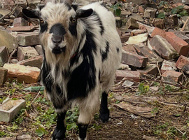 Billy goat