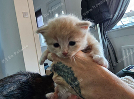 Ragdoll X tortolshell/calico kittens