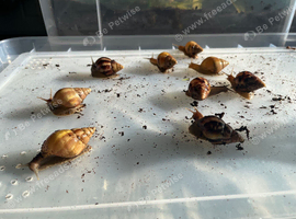 3 month old Giant African land snails (fulica)