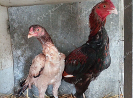 Pair of aseel game