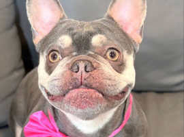 Little miss Cookie