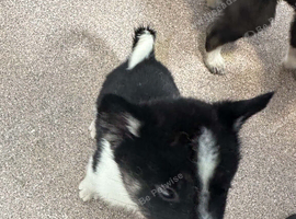 5 beautiful puppies