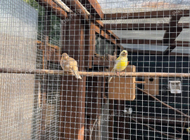 4 canaries for sale