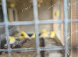 German roller 2025 for sale 25 pounds each nice birds.not rubiish