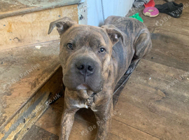 Cane corso x
