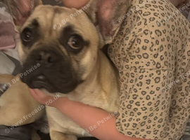 Frug