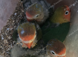 Lovebirds fischer for handfeeding