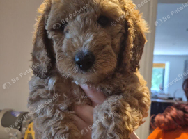 Ready now - two fox red cockapoo girls left