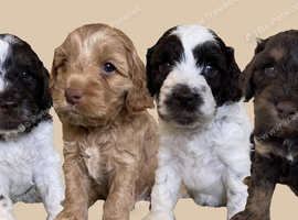 GORGEOUS F1 COCKAPOOS