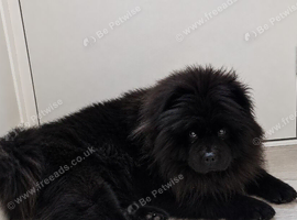 Female Chowchow