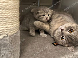 British shorthair