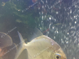 Cichlids for sale and common pleco