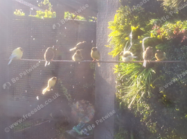 Gloster canaries for sale