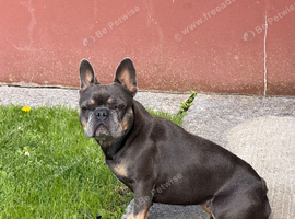 Female Frenchie 5 years old rehome