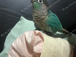Torquise conure looking for a new home in Leeds