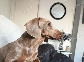 Isabella tan minature daschund
