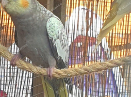 Gorgeous pearl baby cockatiel 7 weeks old