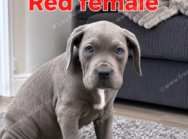 Pure Cane corso need rehoming ready to leave now