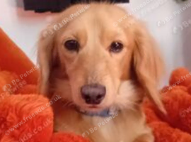 Cream miniature dachsund stud