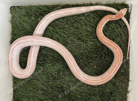 Amel stripe corn snakes
