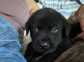 Rottweiler x Labrador