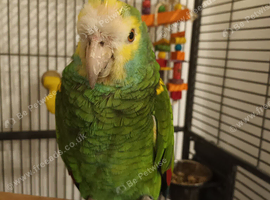 Very rare Yellow shouldered amazon