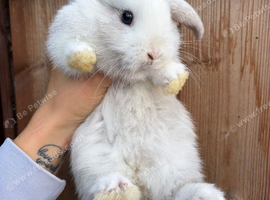 Last boy remaining!! Chocolate carrier mini lop babies