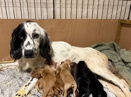 Sprocker puppy for sale