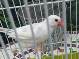 Javas for sale