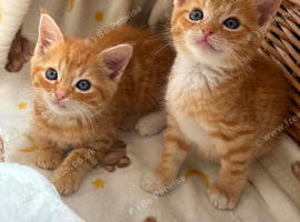 Beautiful kittens
