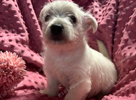 West Highland Terrier puppies.