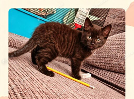 Beautiful Tabby Brown/Black kittens