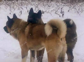 Akita pups