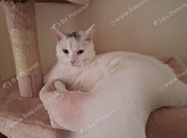 Beautiful Pure White Cat for Sale