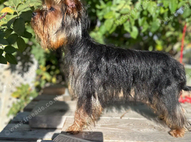 Adorable 5month old Yorkshire terrier boy
